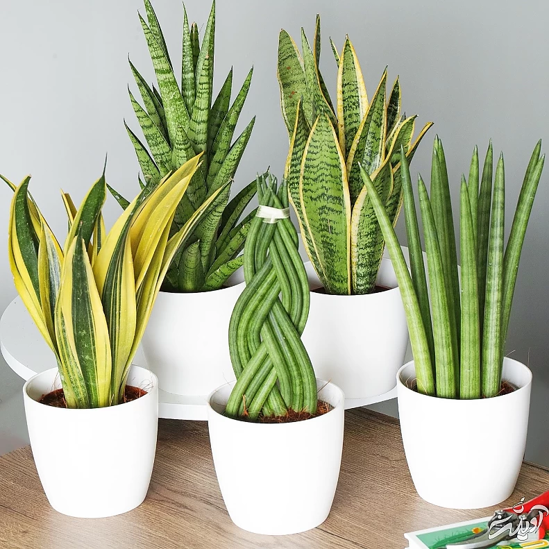 دو پیشنهاد عالی برای نگهداری از گیاهان آپارتمانی در محیطهای کم نور